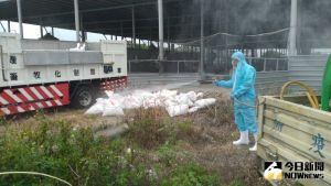 雲林肉鵝廠爆H5N2禽流感　上千隻肉鵝遭撲殺
