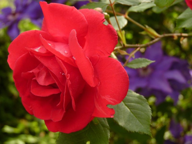 ▲玫瑰花。(圖/取自pixabay)