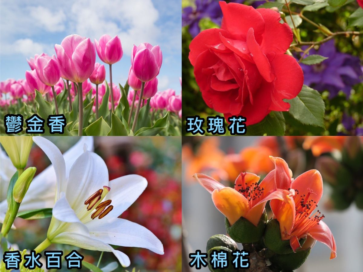 ▲圖中4種花最喜歡哪種？測你做什麼「職業」最能賺大錢。（合成圖／取自pixabay）