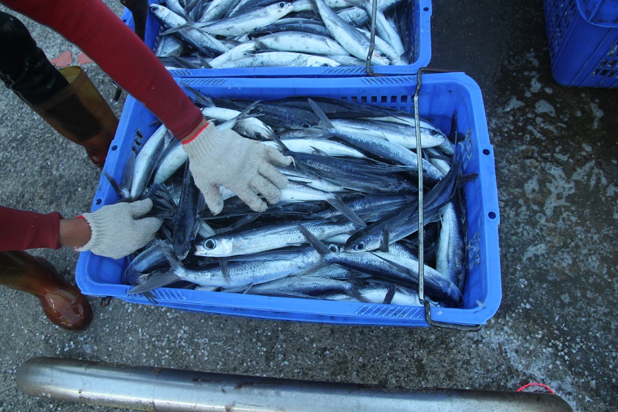 ▲109年度飛魚卵漁業總容許漁獲量為300公噸，漁期自5月15日起開始，預計7月31日結束。（圖／新北市農業局提供）