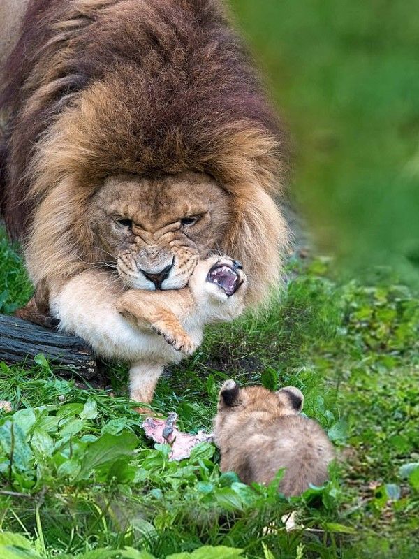 ▲幼獅：偶鼻要！偶鼻要！倫家要在這裡玩！（圖／FB@Linda