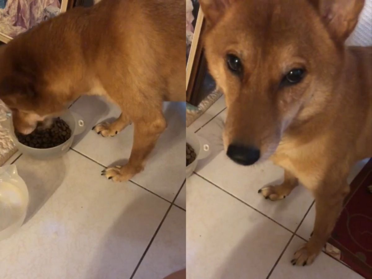 ▲柴犬雷雷吃飯一定要有人陪著，吃一口飯就要回頭討摸摸，似乎深怕馬麻不見，背後原因令人心疼。（圖／網友Nancy Chuang提供） 