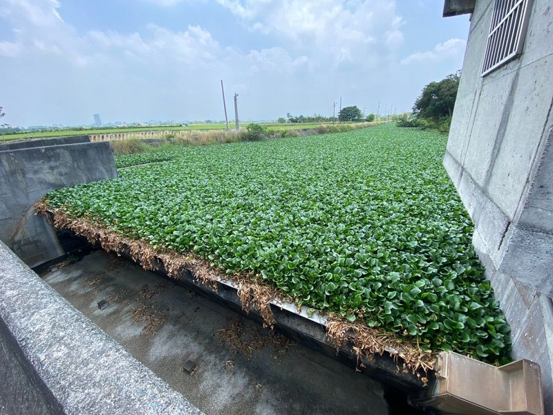 ▲布袋蓮滿布埤麻腳排水,已經由嘉義市保局清除,還回乾淨河面與水質。(圖/嘉義市政府提供)