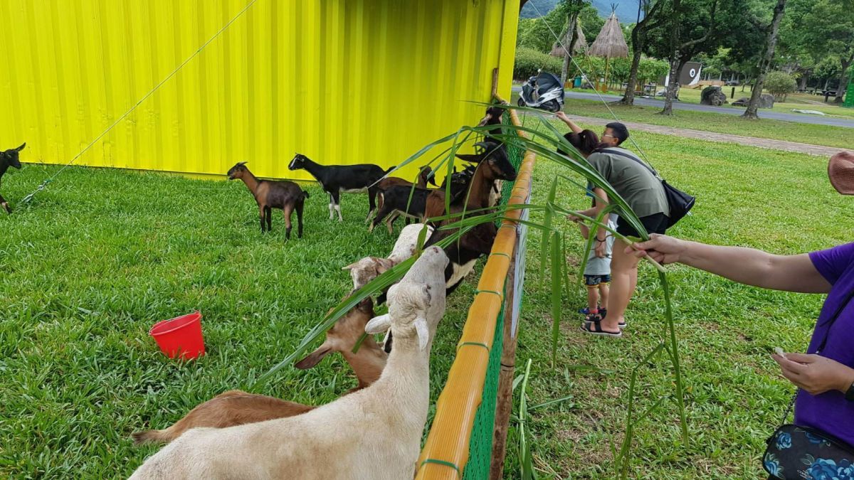 ▲宜蘭縣政府工商旅遊處在武荖坑風景區彩色貨櫃區試辦羊咩咩互動體驗。（圖／宜蘭縣政府提供)