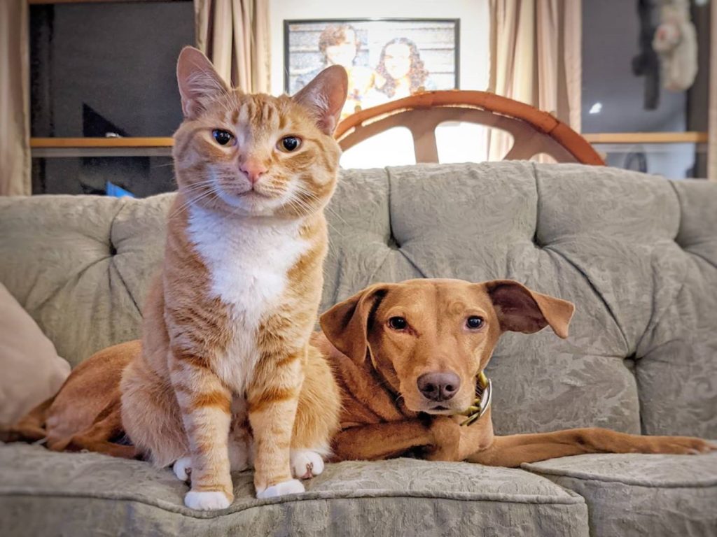 主人不在家狗狗出現焦慮行為時，貼心橘貓竟然會主動安撫牠（圖／IG@ginger_cat_and_vizslas）