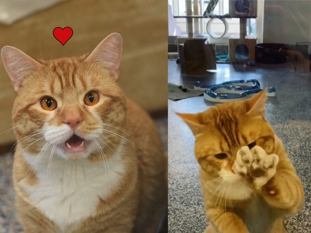 橘白貓在動物之家見人雙手狂揮　試圖賣萌引誘收編：養偶！
