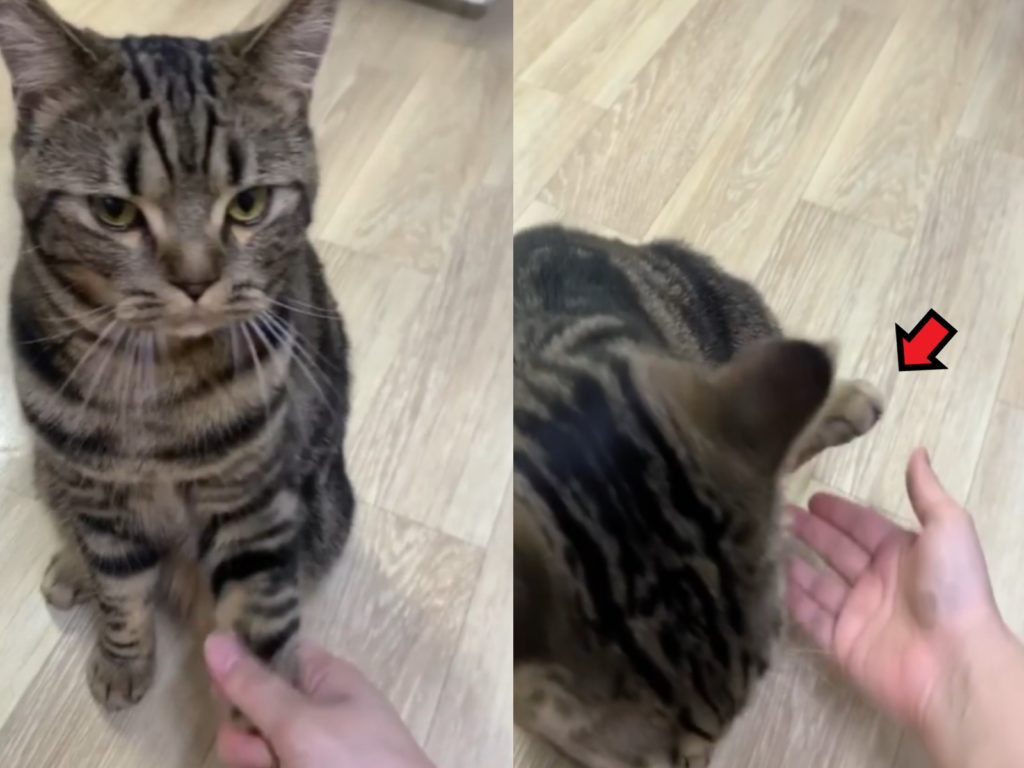 韓國一隻貓咪會聽指令（圖／IG@oh__1211）