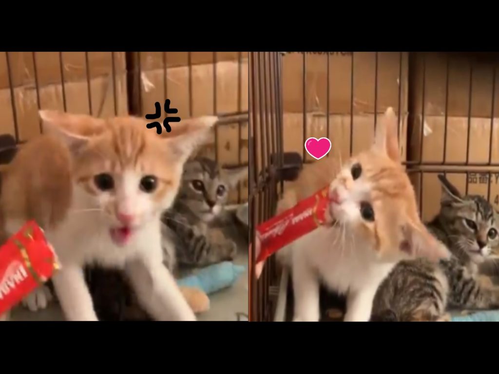 小浪貓對推主狂哈氣，舔了肉泥後態度完全改變（圖／twitter@pet_gmist）