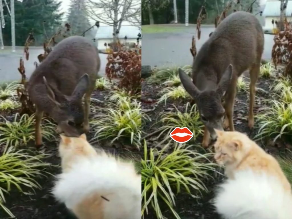 一隻野生小鹿對橘貓又親又吸（圖／reddit ｕ/3-kano-3）