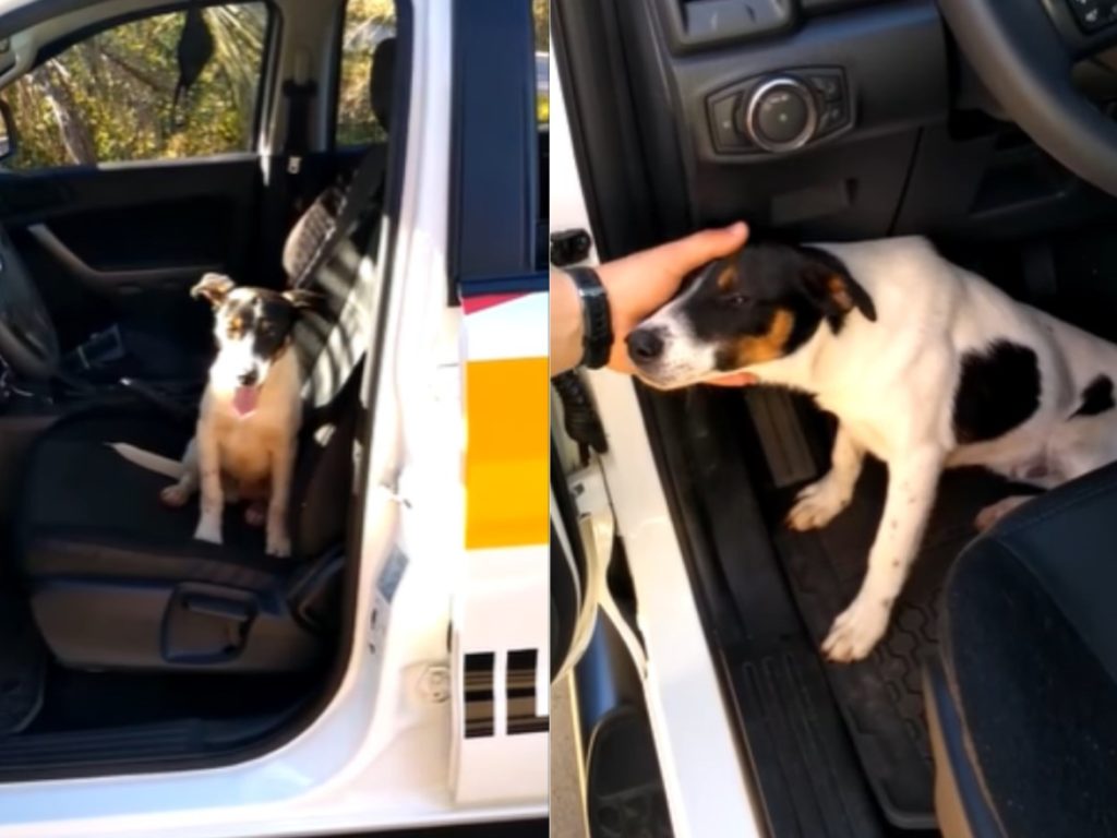 狗狗跳上警車求助（圖／翻攝自FB@Polícia Militar Rodoviária de Santa Catarina）