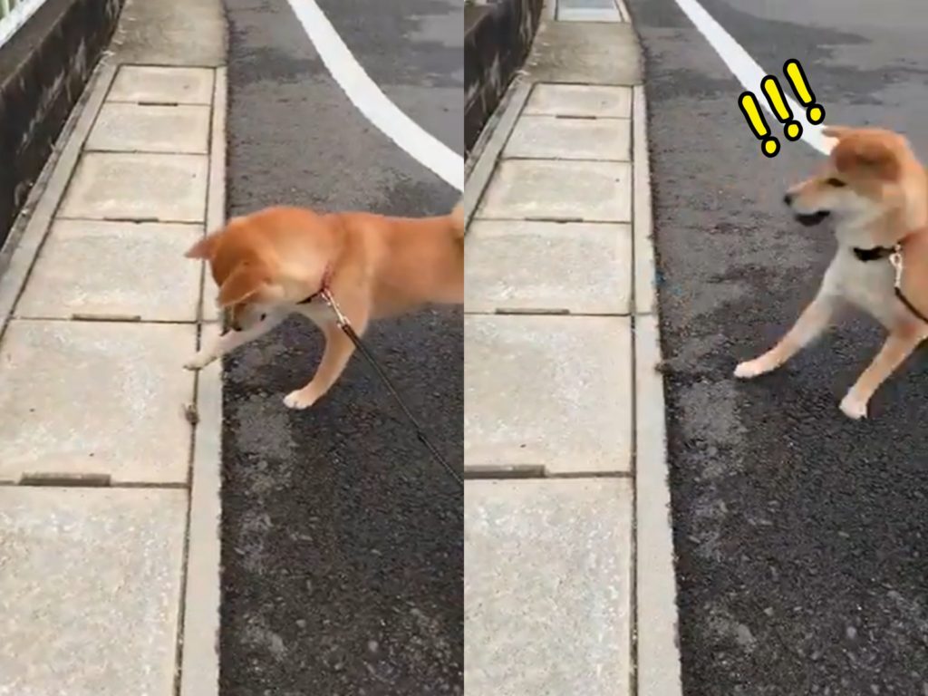 （光速逃）嗚嗚嗚哇哇哇哇啊啊啊啊啊啊～～（圖／Twitter@MBLsEtSNWoQ1IJC） 