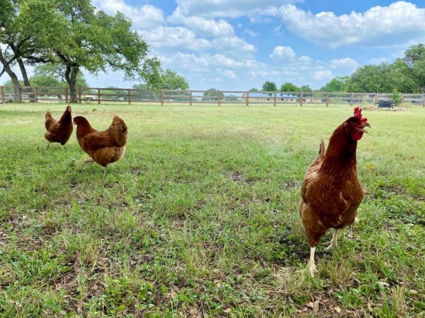 賈斯汀家中養了3隻雞，常讓牠們在庭院放風。（圖／Justin Matthews） 