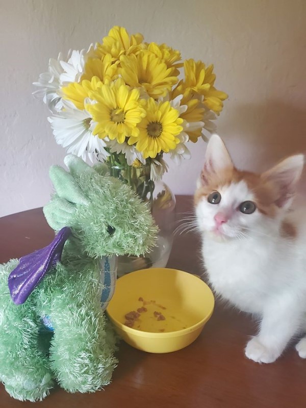 橘白貓結紮好緊張　醫院讓玩偶好友上手術台全程陪伴