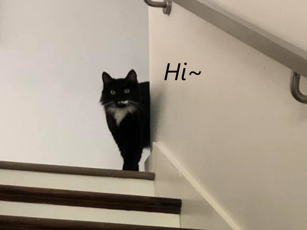 黑白貓溜進女子家（圖／FB@Rachael Stammers）