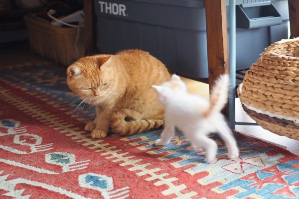 橘貓初見小奶貓　立刻以「尾巴圈粉」獻親親：哥罩你！