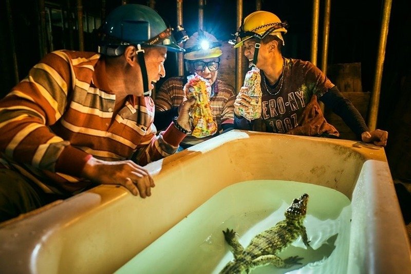 ▲噗嚨共三人組在工地偷養鱷魚，鄭芬芬魔幻生猛地呈現出工人的發財夢。（圖／大慕影藝）