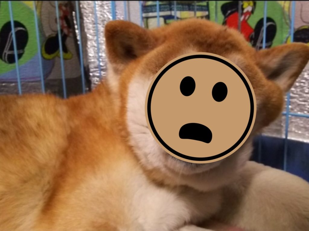 推主@pochi_ryuu家中曾養了隻柴犬Pochi（ポチ），一天牠睡在籠子裡，竟意外讓整張臉變形。（圖／Twitter@pochi_ryuu） 