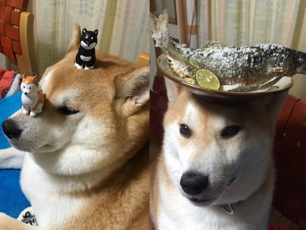 柴柴大秀平衡感一流「頭頂神功」　面露驕傲：人類太小看偶