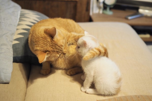 橘貓初見小奶貓　立刻以「尾巴圈粉」獻親親：哥罩你！