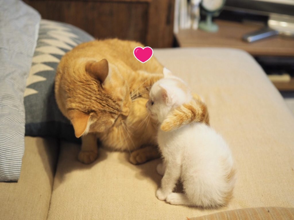 橘貓一看見新來的小奶貓，立刻以尾巴圈住牠表示喜歡（圖／twitter@coroyammy）