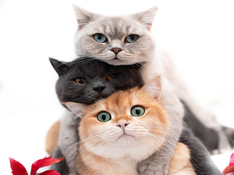 貓咪「丸子三兄弟」愛玩疊疊樂　網友直呼：好想咬一口！
