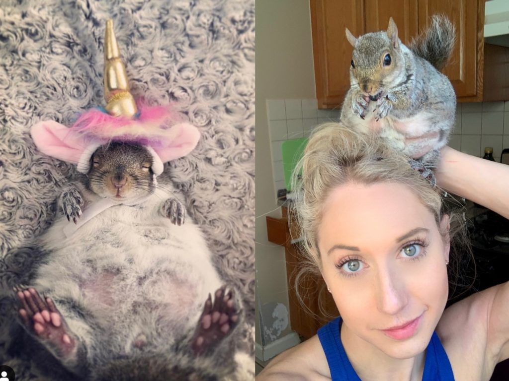 體型吹氣球！收編無家可歸的松鼠竟養成幸福肥：倫家吸收好