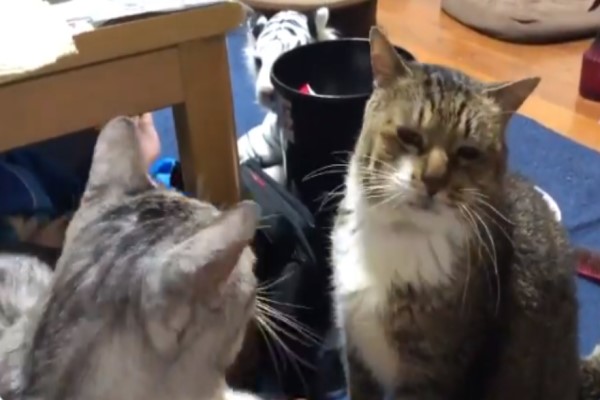 貓咪堅持出手「打臉」哥哥　被霸凌喵一臉無奈：奴才不處理？