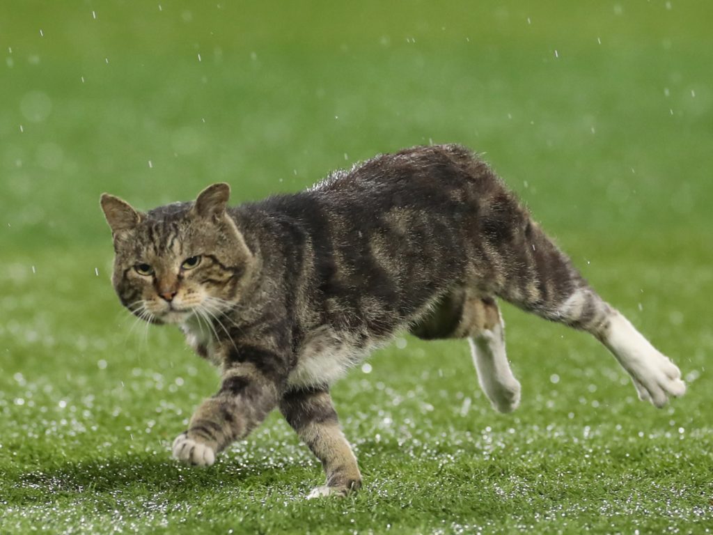 可愛插曲！浪貓闖進日本職棒比賽現場　職棒球評興奮播報