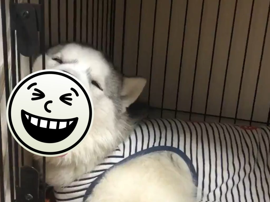 二哈瞇眼開嘴+舌頭忘記收回去　不計形象崩壞睡顏曝光