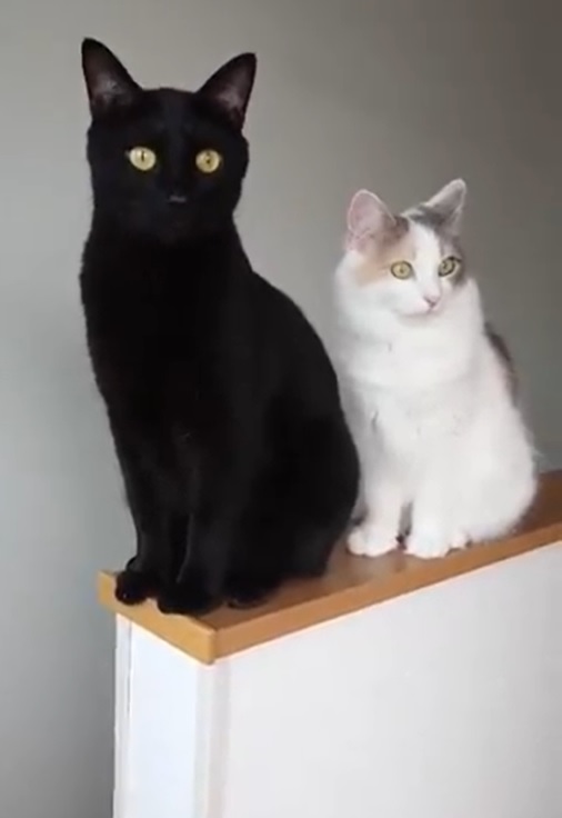 日本一名貓奴飼養兩隻貓，黑貓「吉吉」與挪威森林貓「查科」。（圖／Twitter@mocanonno）