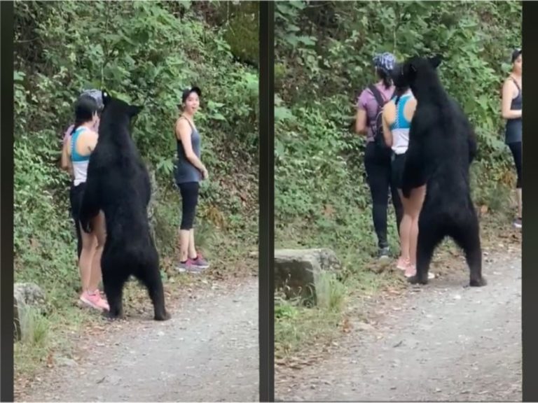 ▲墨西哥女遊客遭熊「搭訕」。（圖／翻攝自 TikTok「PonchoDeNigris」）
