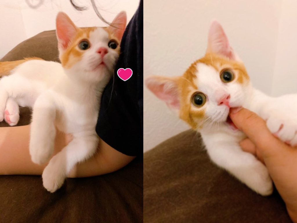 橘白貓看見飼主回來後，緊緊扒著不放手（圖／twitter@@m____o）