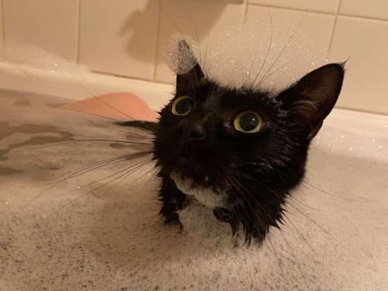 女子每次要洗澡　愛貓都猛盯著她喵喵叫：洗澎澎要揪啊！
