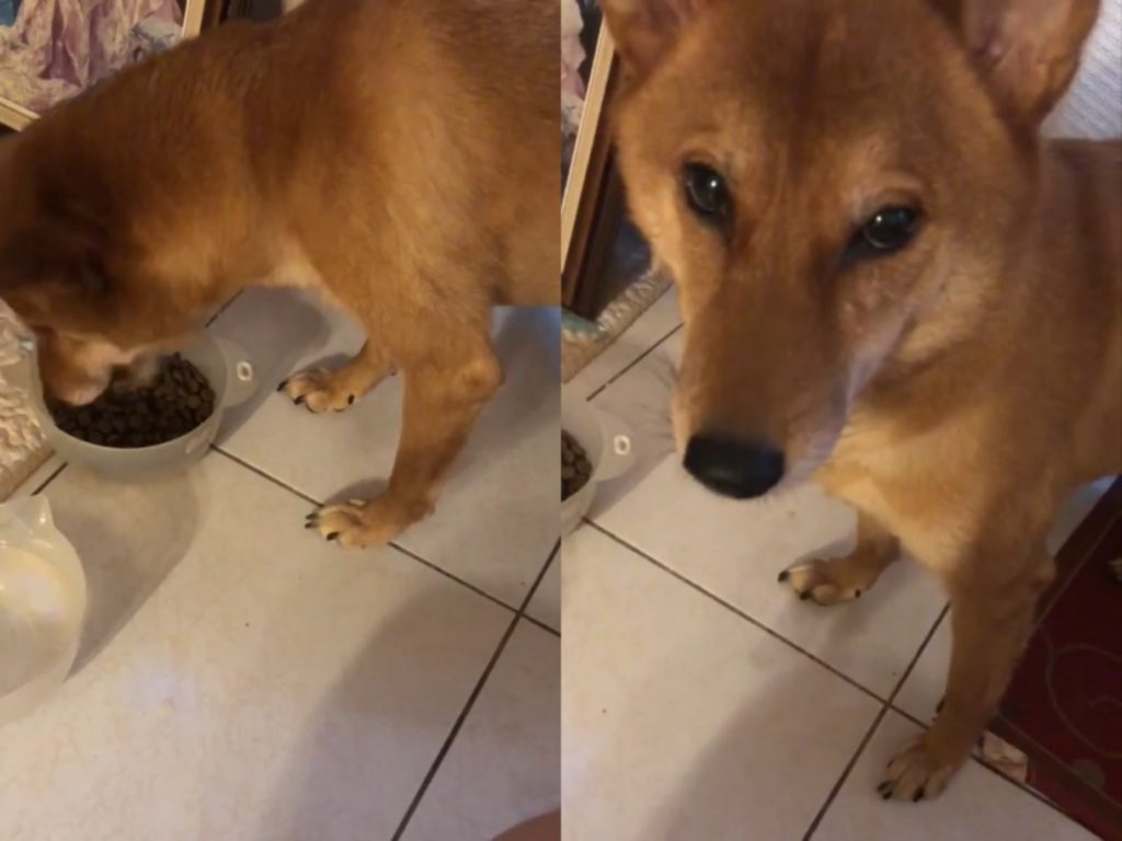 柴犬雷雷吃飯一定要有人陪著，吃一口飯就要回頭討摸摸，似乎深怕馬麻不見，背後原因令人心疼。（圖／網友Nancy Chuang提供） 