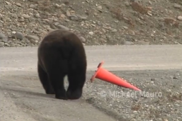 熊熊見三角錐倒路邊「順手扶正」　網驚：好有公德心！