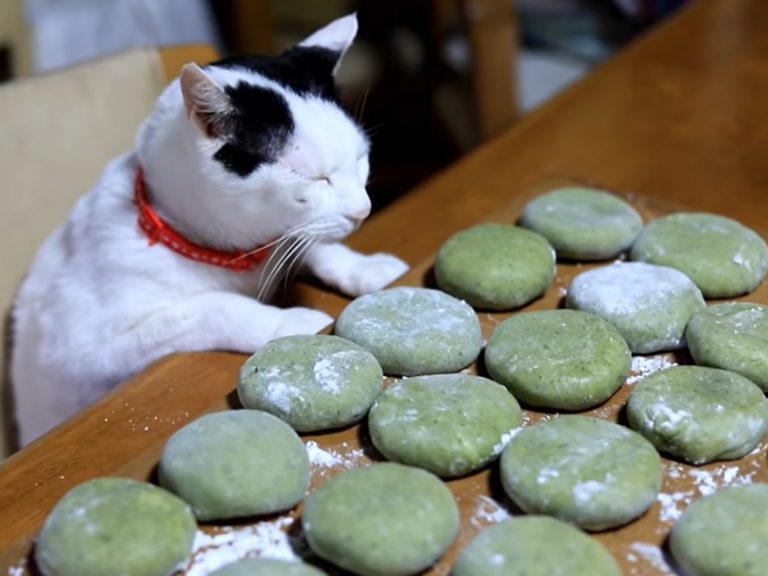 ▲「貓咪品管員」監督奶奶製作草餅。（圖／YouTube@かご猫 Ｂｌｏｇ）