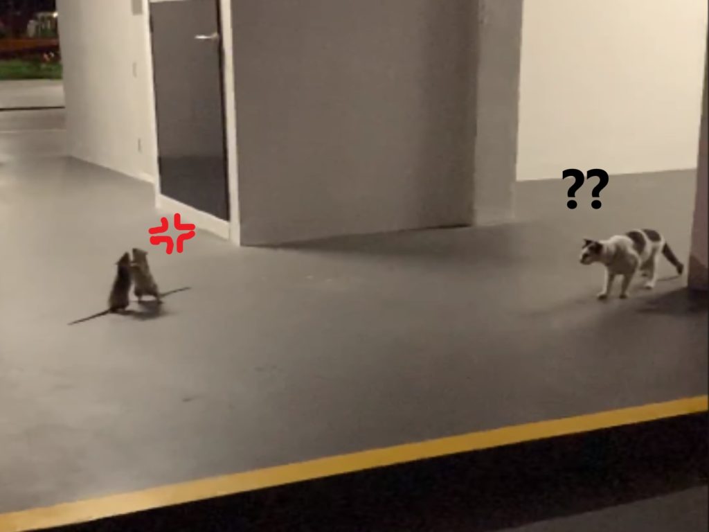 女子與貓咪目睹了一場激烈爭鬥（圖／翻攝自FB@Cheez Goh）