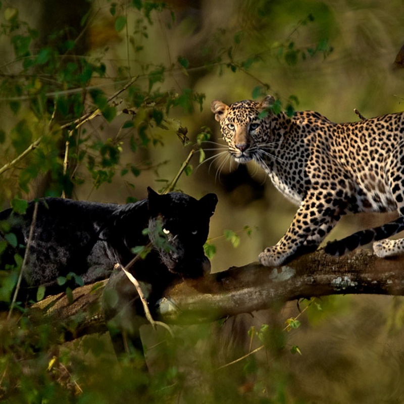 除了豹，米森也熱愛各種大貓。（圖／Mithun H Photography）