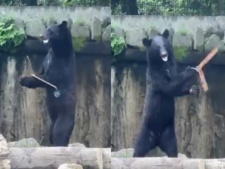 日本一隻黑熊擅長玩雙節棍（圖／twitter@shirokumaroko）