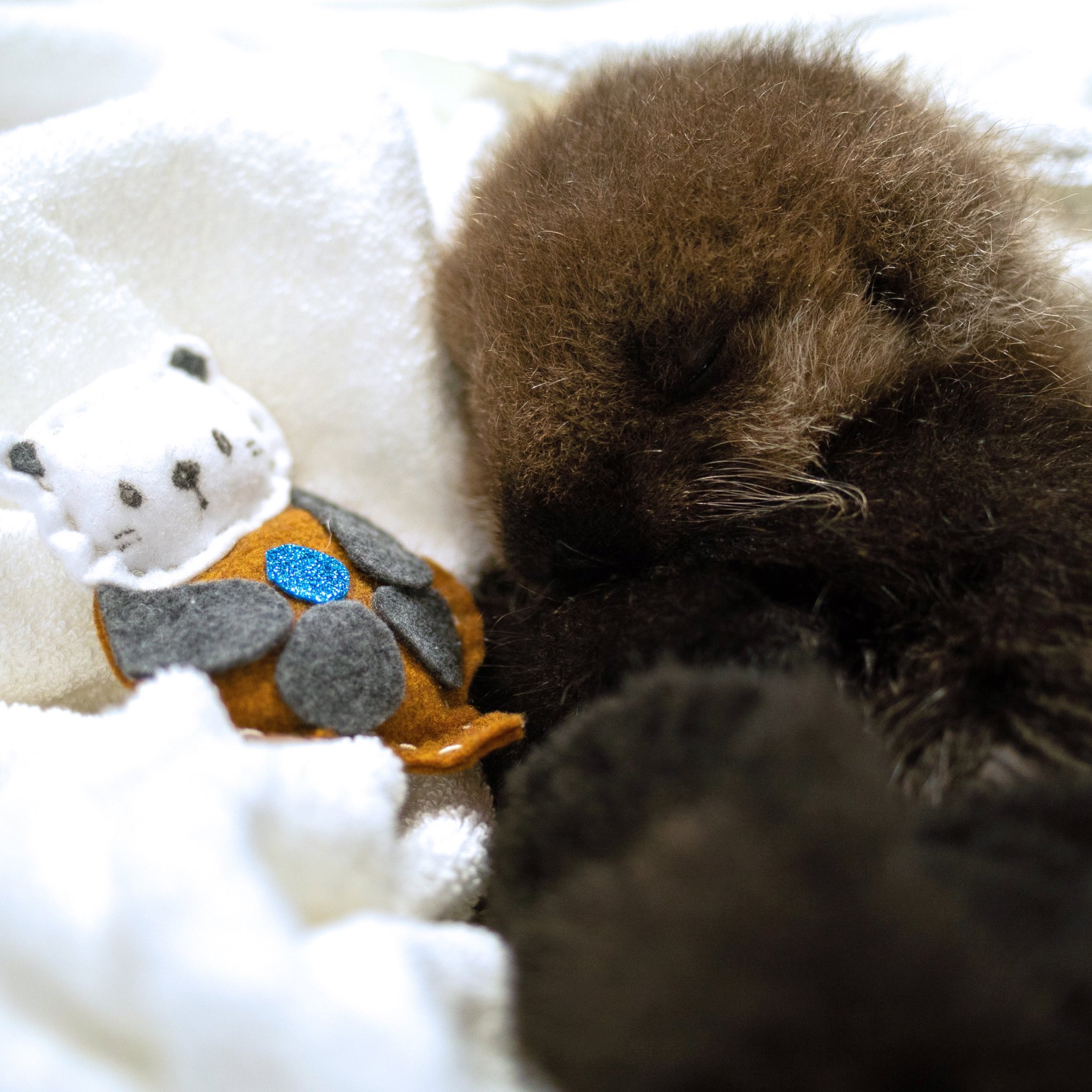 海獺寶寶恢復體力，相伴可愛的玩偶入睡。（圖／Twitter@vanaqua）