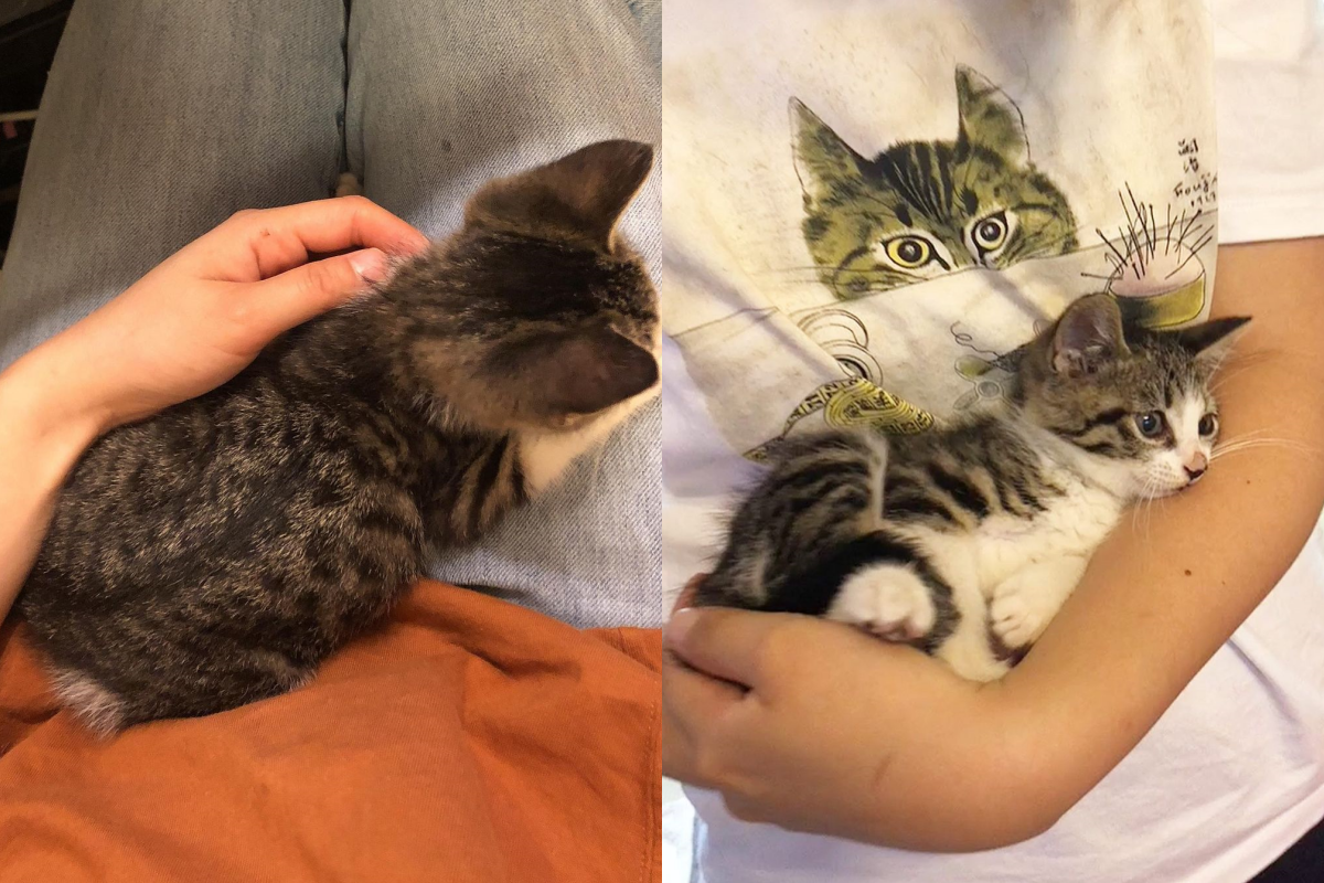 落單流浪虎斑小貓找家　竟屁顛爬到女子的腿上：被偶選中（圖／IG@marimon0703__）