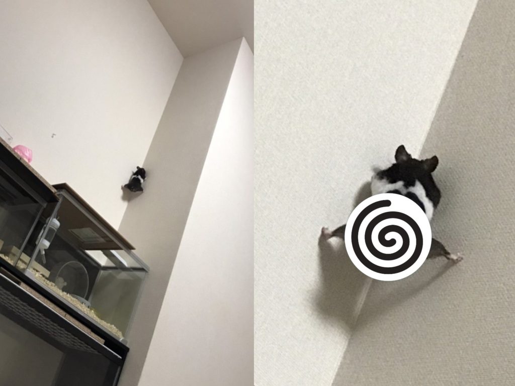 日本一隻小倉鼠逃家意外引起網友P圖（圖／twitter@mx1hr）