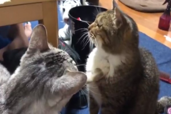 貓咪堅持出手「打臉」哥哥　被霸凌喵一臉無奈：奴才不處理？