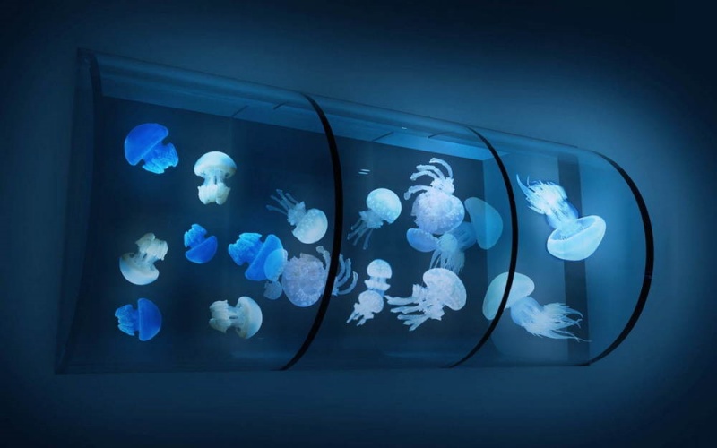 一旁還有水母的圓柱水族箱，每個裡面都混有3種不同水母。（圖／Twitter@Sumida_Aquarium） 