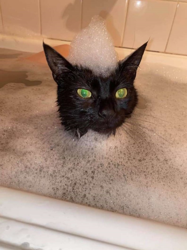 不只喜歡洗澡，頭上用泡泡幫牠加冕也不是問題。（圖／Tracey Lehmann）