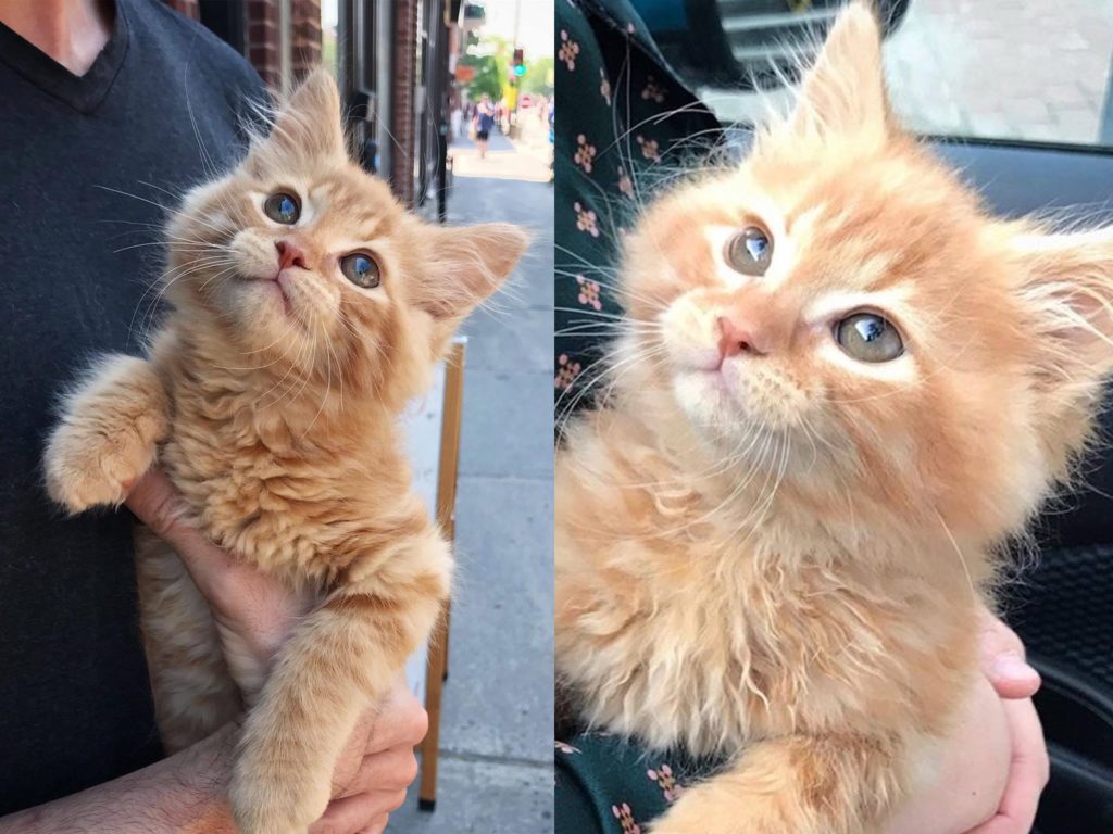 中途照顧瘦弱小奶貓　使出放電眼神勾走愛媽的心收編成功