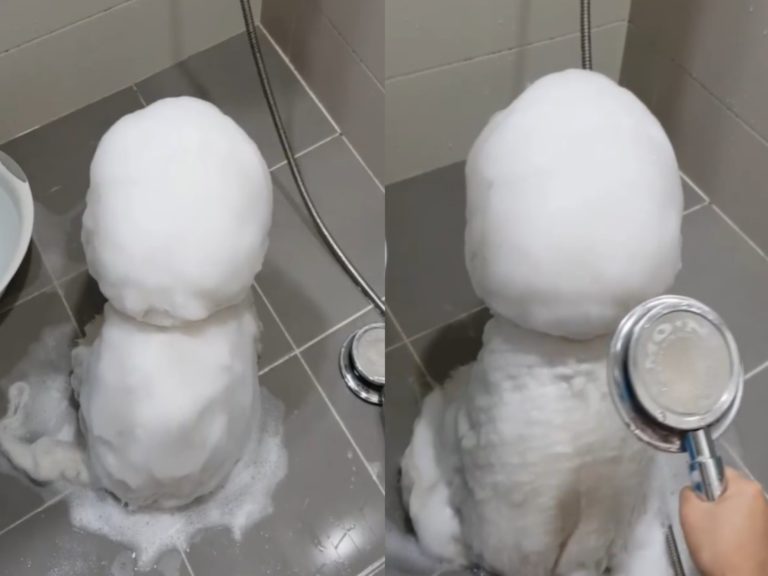 浴室出現「小雪人」背對飼主　沖水也不融化網：太可愛！
