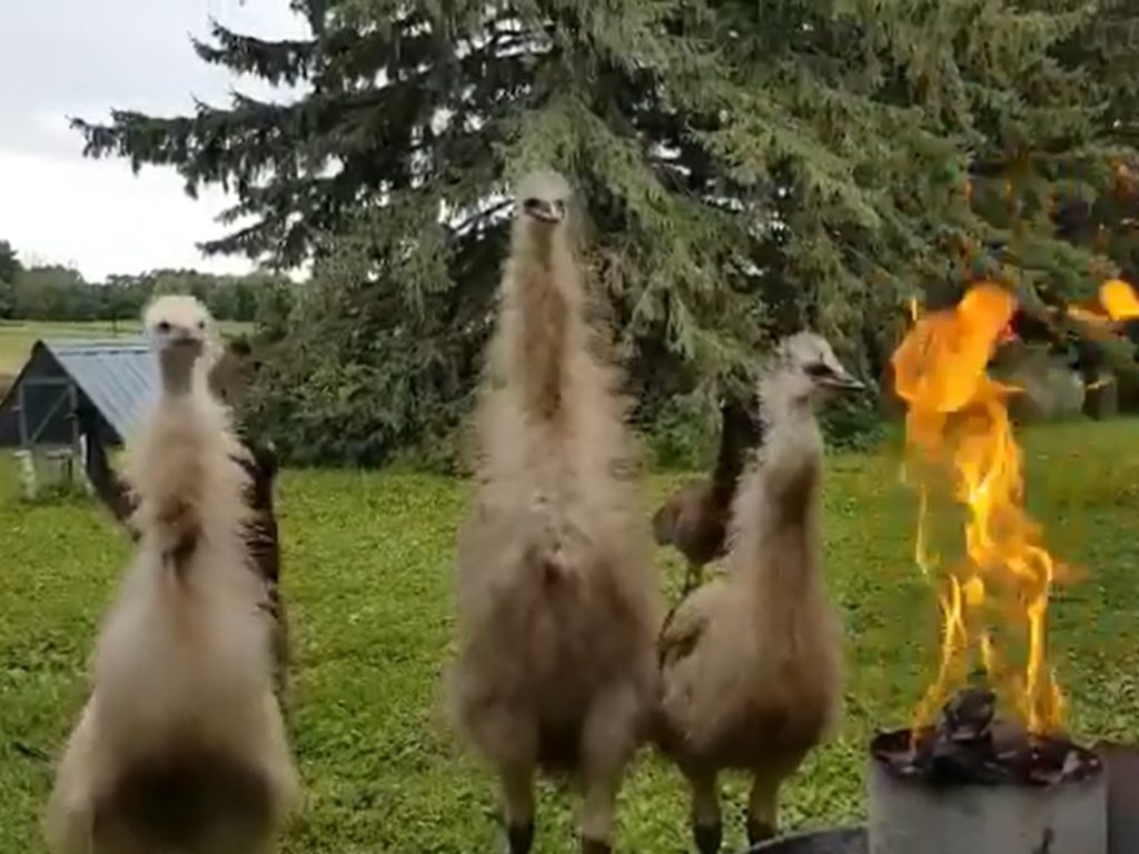 這是什麼邪典儀式？澳洲「鴯鶓」圍在營火前進行神秘召喚