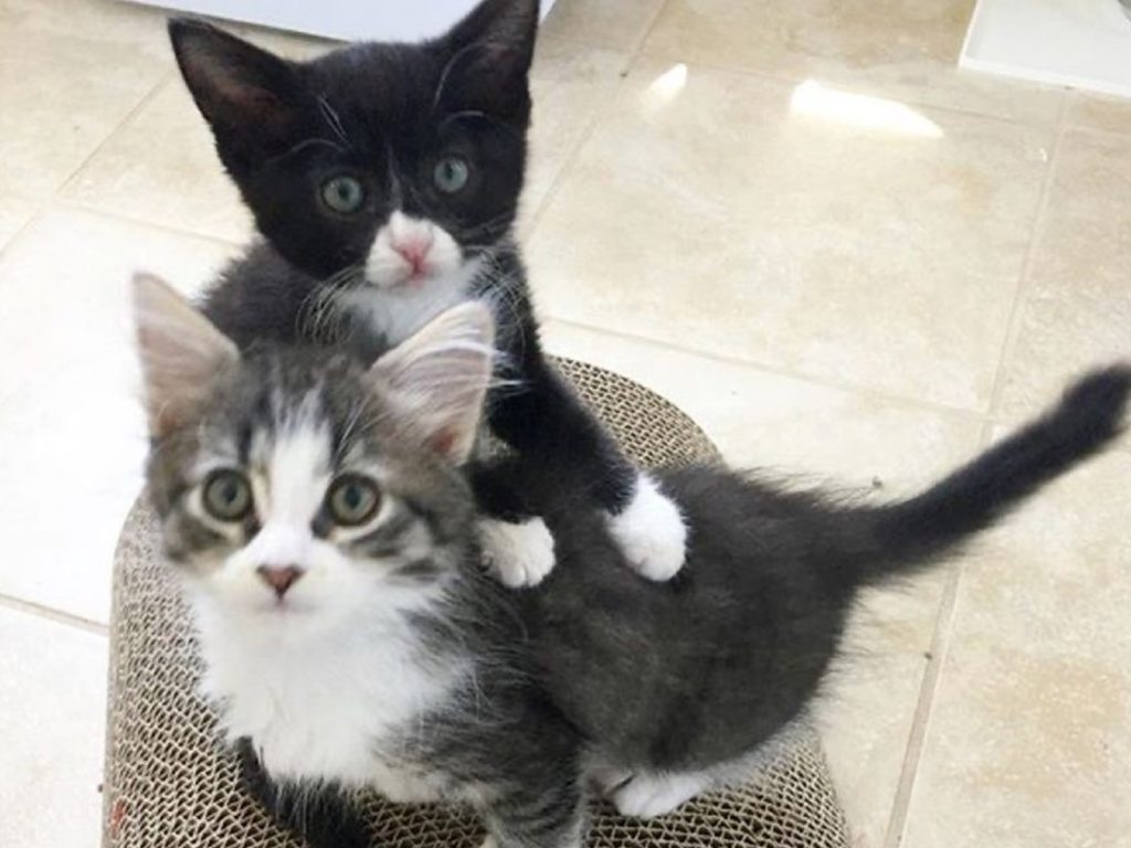 孤兒賓士小貓超怕沒伴　愛媽帶回小虎斑貓讓牠交到好捧油