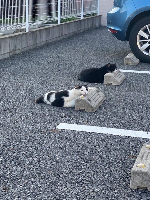 停車場見浪貓同步趴睡車輪定位器　網笑：原來還有這用途！